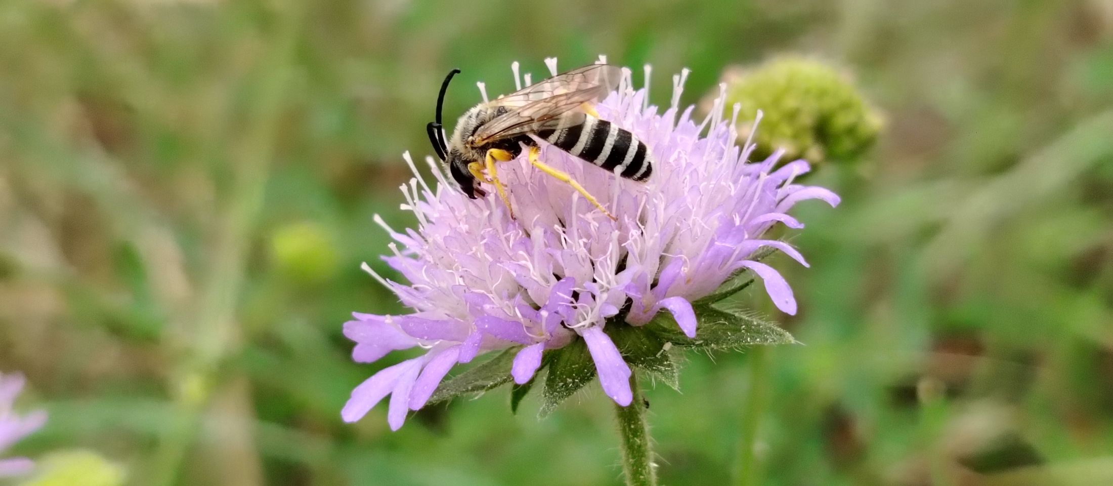 Maskenbiene